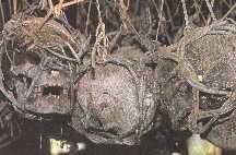 ����ͷ��